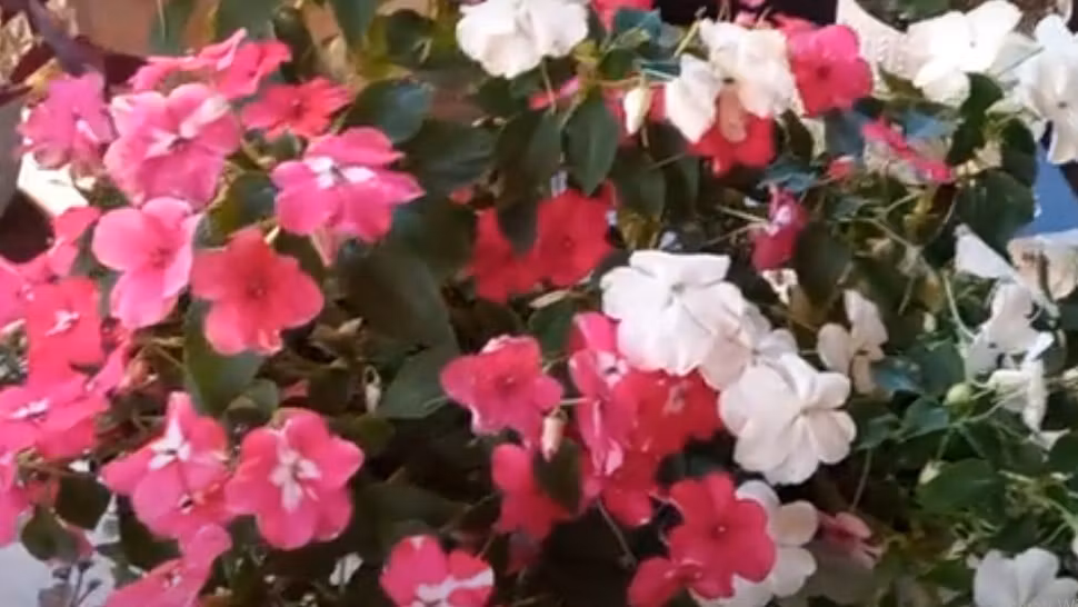 Cum să îngrijești corect SPORUL CASEI, planta care atrage abundența în locuința ta