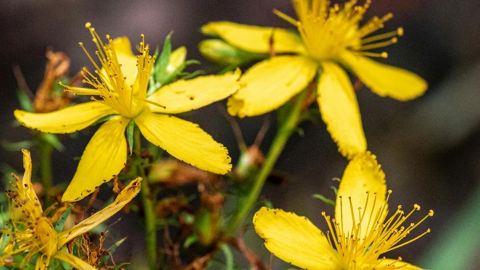 Planta lunii iulie, considerată ca având puteri magice. Se spune că ține bolile și răul la distanță