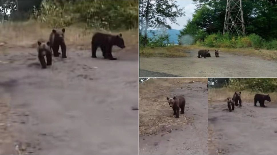 Ce se va întâmpla cu cei trei pui ai ursoaicei care a ucis motociclistul italian pe Transfăgărășan. Ministerul Mediului a făcut anunțul 