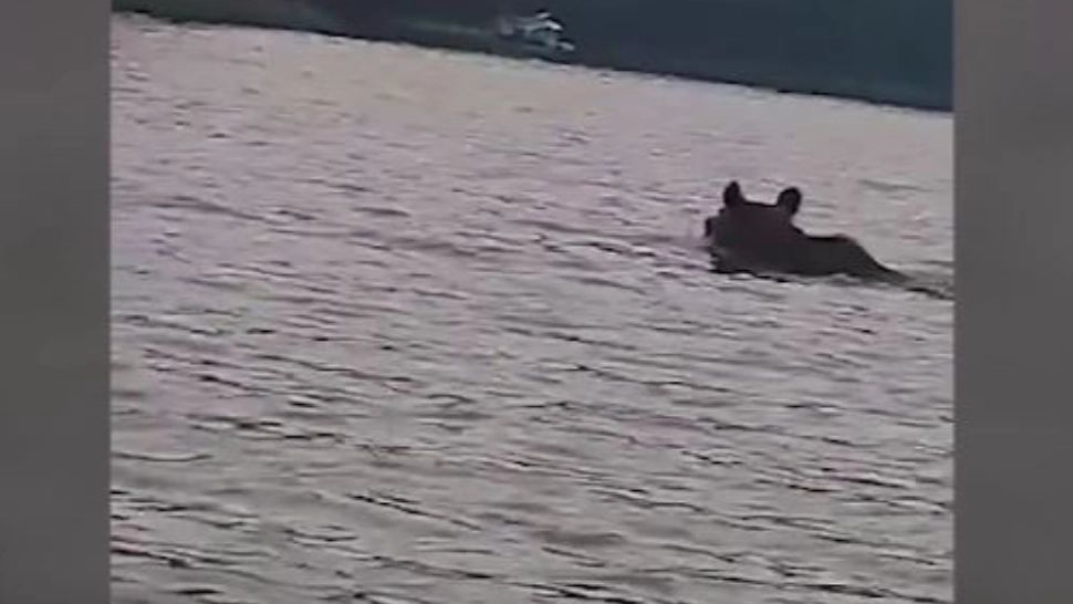 Zile de foc. Urșii au intrat în apă să se scalde lângă pescari