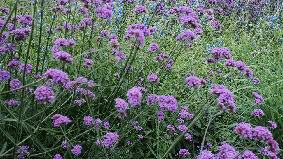 Florile care rezistă cel mai bine la caniculă. Nu necesită udare și îți vor înfrumuseța grădina