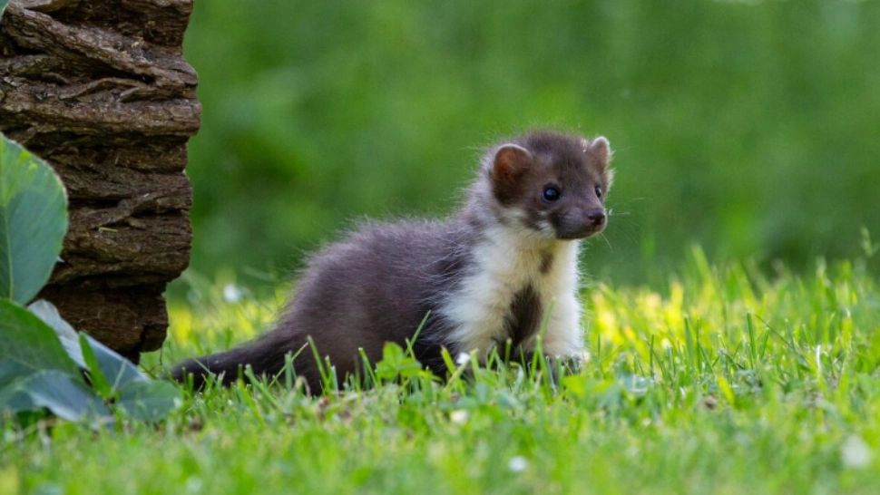 Animalele în pericol să dispară în România, în timp ce alte specii amenință să își extindă arealul, din cauza schimbărilor climatice 