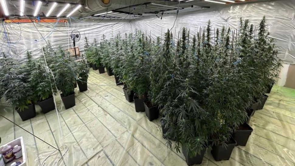 Poliţist din Dâmboviţa, cercetat pentru trafic de droguri, alături de soţia sa: peste 100 de plante de canabis, confiscate 