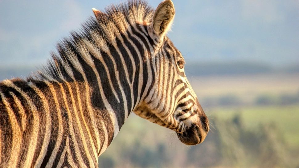 Panică la Grădina Zoologică: o zebră a scăpat din ţarc și a rănit trei vizitatori