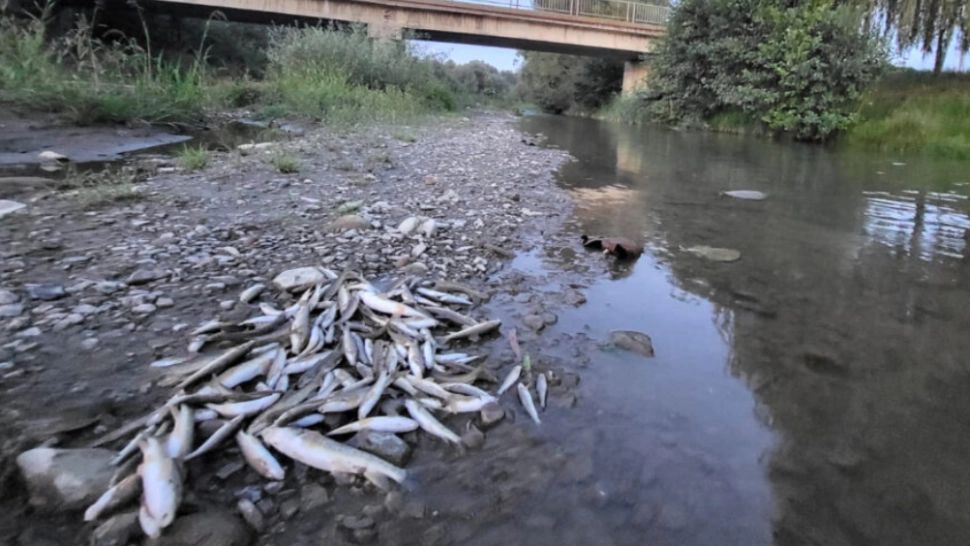 Poluare masivă pe râul Avrig: mii de pești, găsiți morți după o deversare de beton de pe șantierul A13. Reacția autorităților