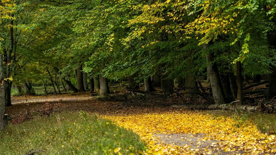 Au apărut alte două anotimpuri. Ce arată noile studii! Ce se va întâmpla în viitor?