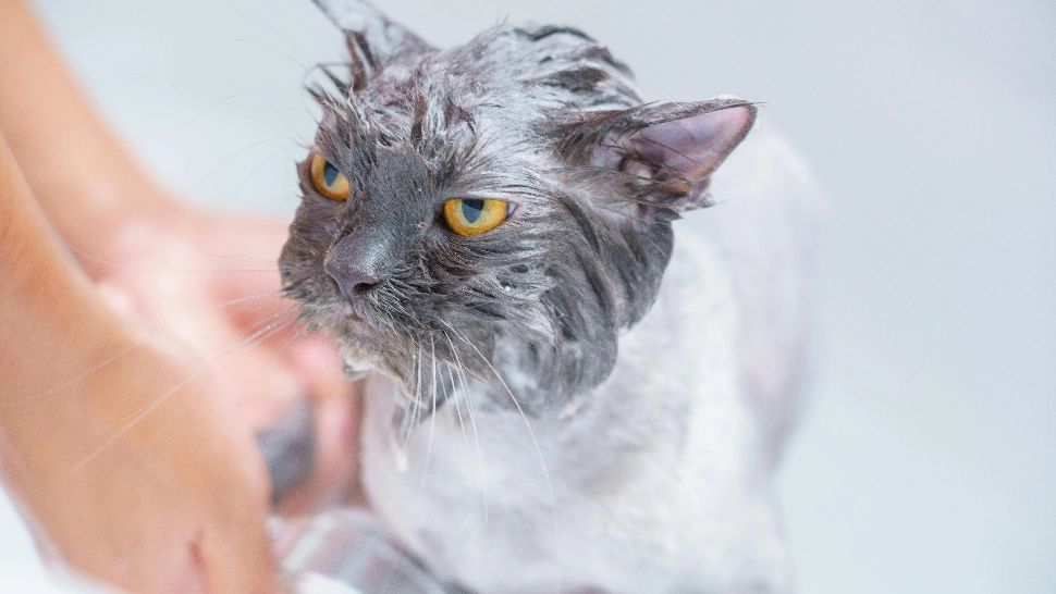 Cât de des trebuie să faci baie la pisici. Cum să îți mentii curat animalul de companie