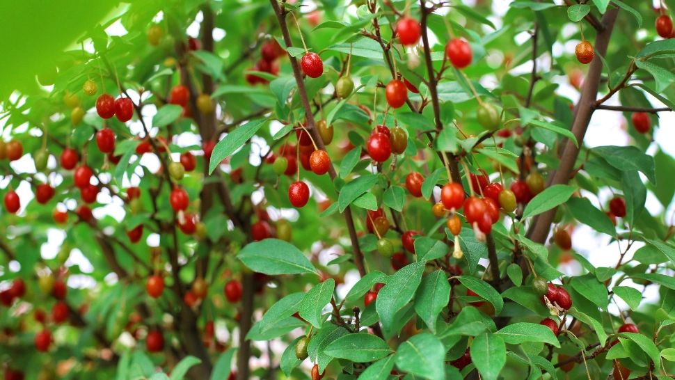 Ce trebuie să știi despre berberină. Cum îți poate îmbunătăți sănătatea?