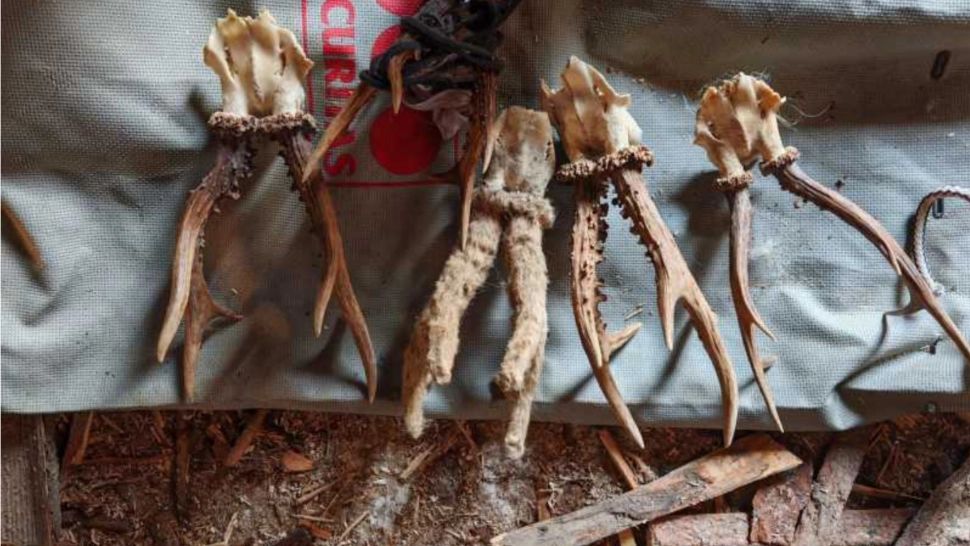 Trei bărbați din Borșa, reținuți pentru braconaj. Polițiștii au găsit la percheziții arme, carne de vânat și trofee