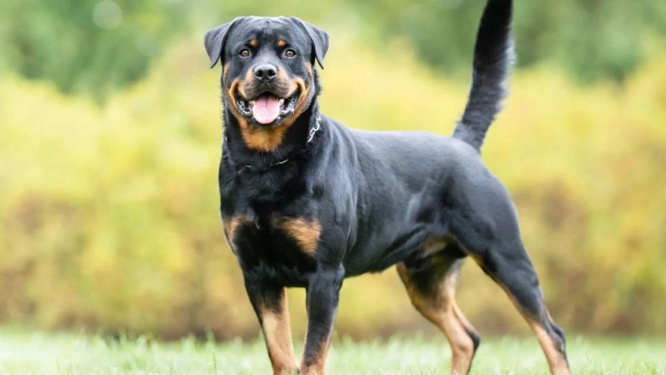 Incident grav în Hunedoara! Un copil de 8 ani a fost atacat de un Rottweiler