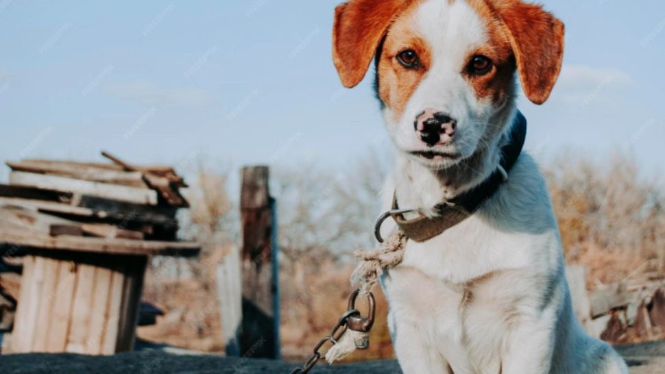 Lanțul ar putea să dispară din curțile românilor: reguli noi și sancțiuni dure pentru stăpânii de câini