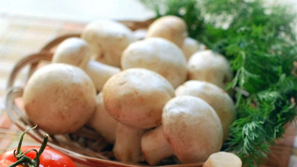 Unde se depozitează corect ciupercile și cât timp se pot păstra