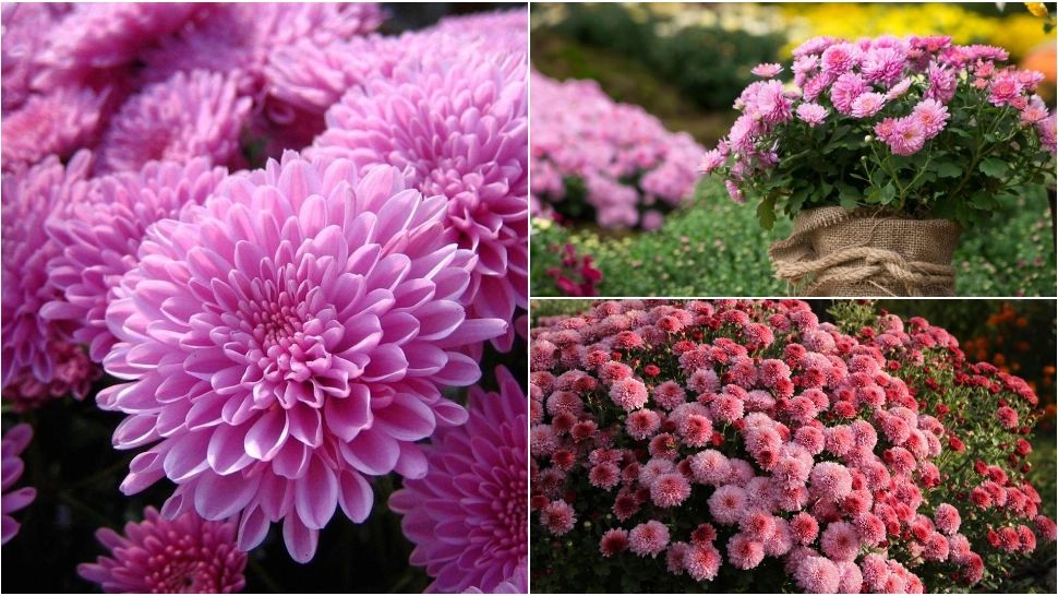 Secretul celor mai frumoase crizanteme. Ce trebuie să faci în grădină, la final de august
