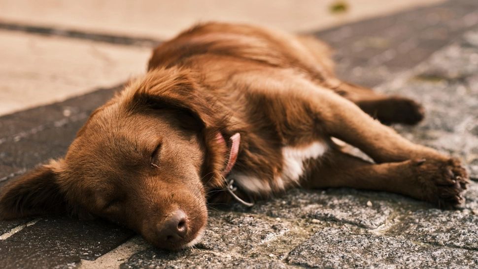 Un bărbat din Giurgiu, reținut după ce a ucis câinele unei vecine cu o bâtă. S-a enervat după ce i-a mâncat o pasăre