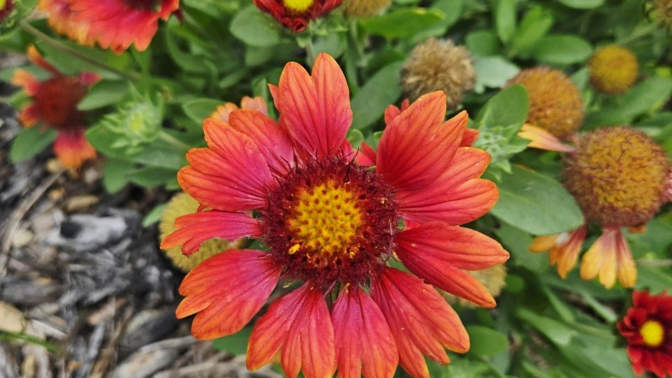 Florile de toamnă pe care trebuie să le ai în grădina ta. Vor înflori până la începutul iernii