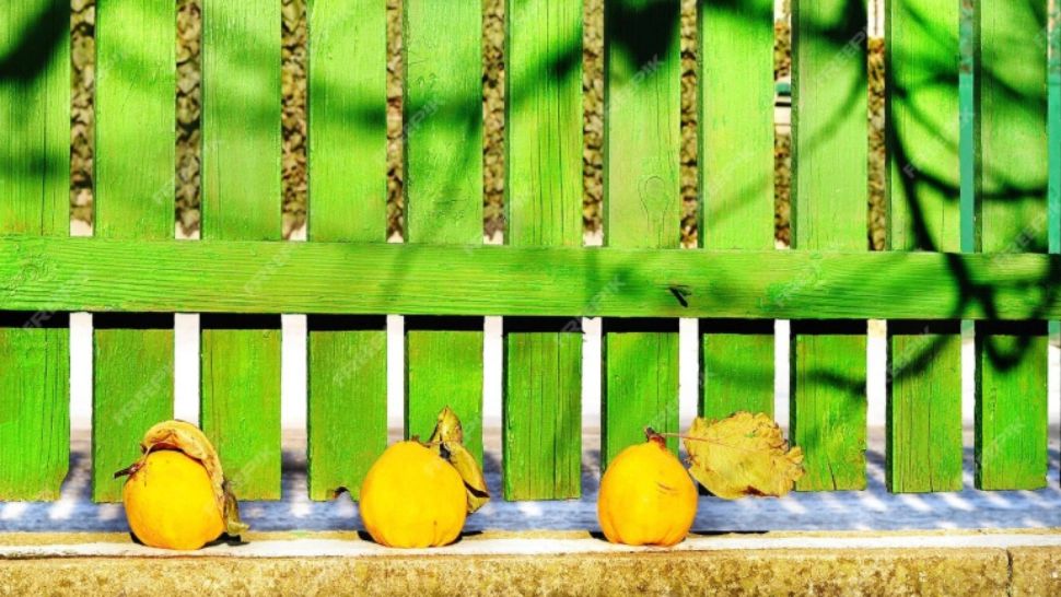 Fructele căzute în curtea vecinului: ce prevede legea și cine are dreptul să le culeagă