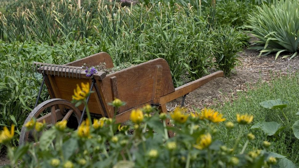 Ce legume se cultivă în septembrie. Trucurile grădinarilor pentru o recoltă bogată