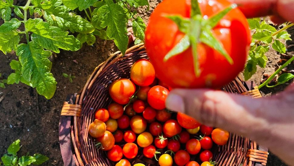 Cum să faci corect rotația culturilor de legume și de ce trebuie să faci asta?
