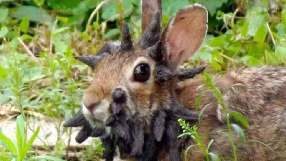 Iepuri cu „coarne” descoperiți de oamenii de știință – fenomen ciudat cauzat de un virus rar. Cum se transformă animalele mutante?