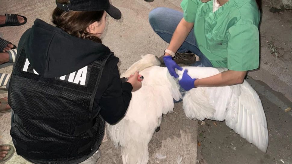 Două lebede au fost salvate din curtea unor indivizi care le-au furat de pe râul Argeș VIDEO