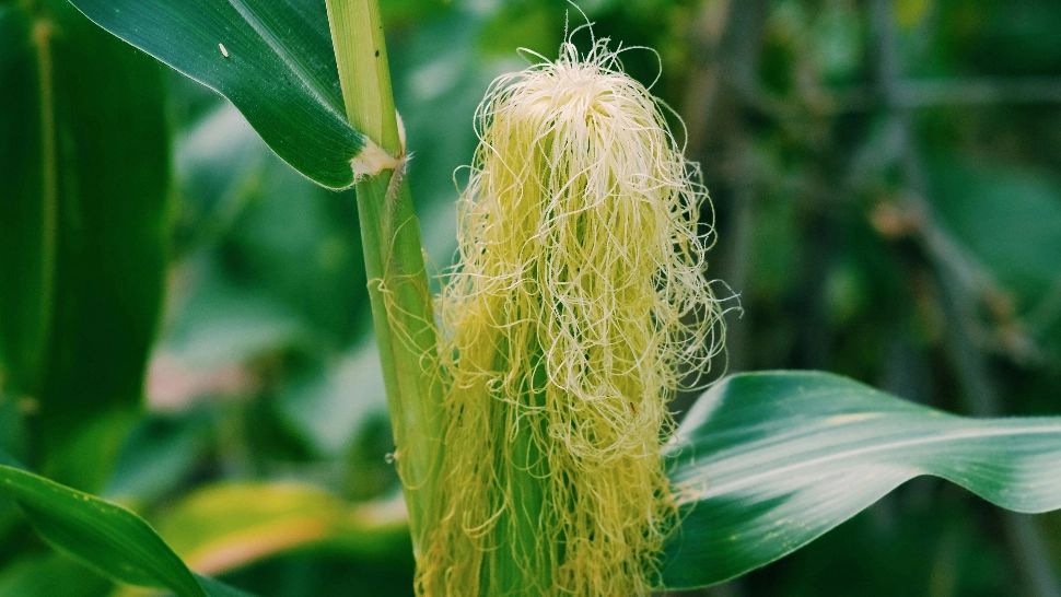 De ce este recomandat să bei ceai din mătase de porumb? Cine trebuie să consume acest remediu?