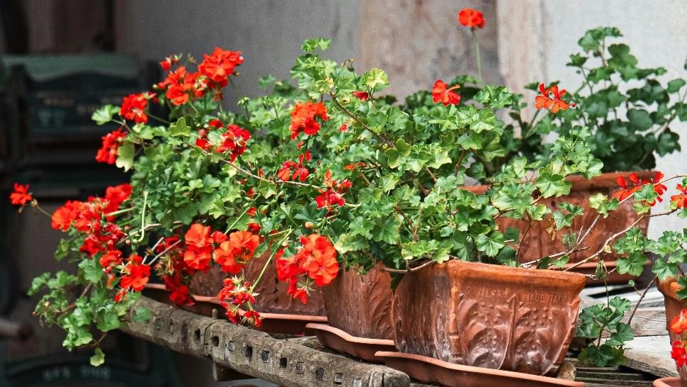 Cum să ai mușcate înflorite pentru mult timp. Cel mai prielnic loc