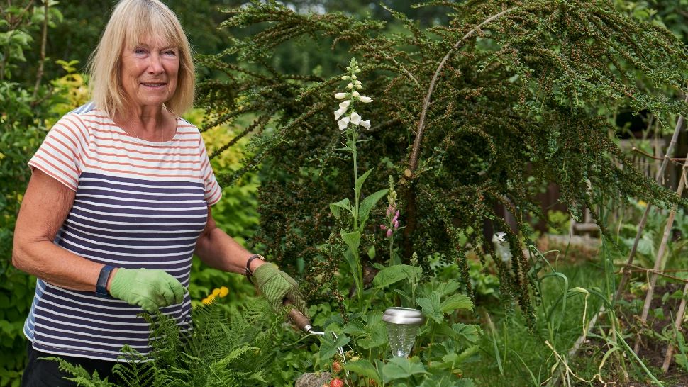 Cum să scapi, în mod natural, de musculițele albe de pe plante. Sfaturi utile pe care trebuie să le urmezi