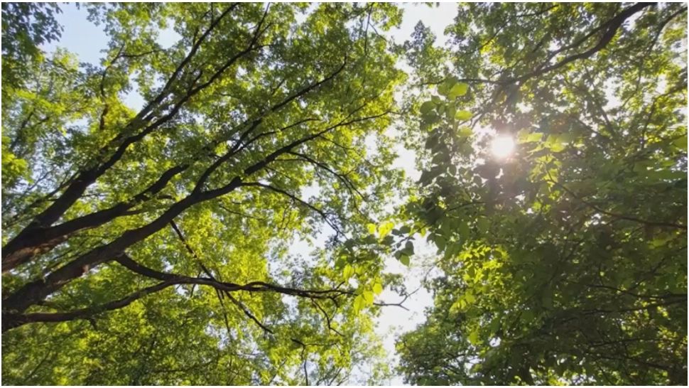 Momente de coșmar pentru două fetițe din Botoșani. Micuțele s-au rătăcit într-o pădure, în timpul unei furtuni