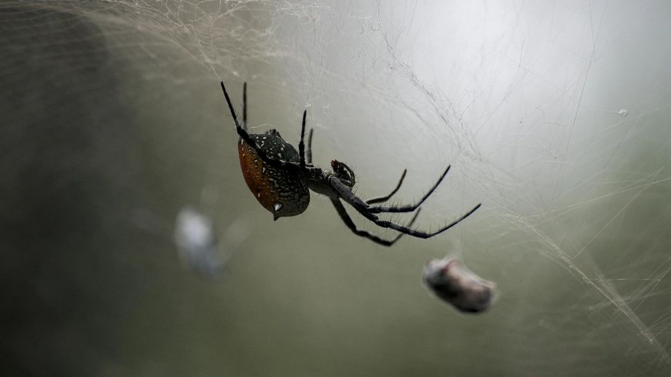 Cum să alungi păianjenii din casă folosind metode naturale