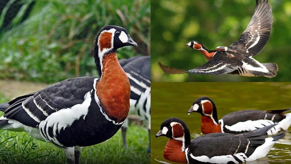 Cât costă în România conservarea unei singure specii de păsări. Zeci de milioane de euro, înghițite de gâsca cu gât roșu