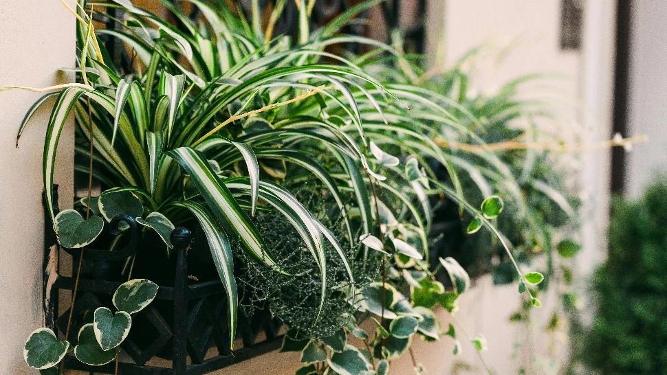 Planta care elimină gazele toxice din încăperi și reduce stresul. Sigur nu știai ce beneficii are această plantă de apartament