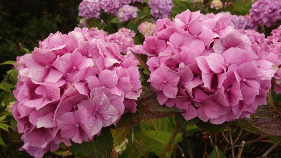 O iubești, dar poate aduce ghinion dacă e ținută în locul greșit: mulți români au această floare în casă