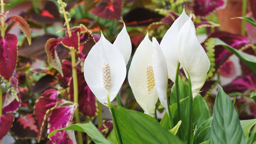 Crinul păcii de la A la Z: cum îl plantezi, îngrijești și înmulțești. Sfaturi utile 