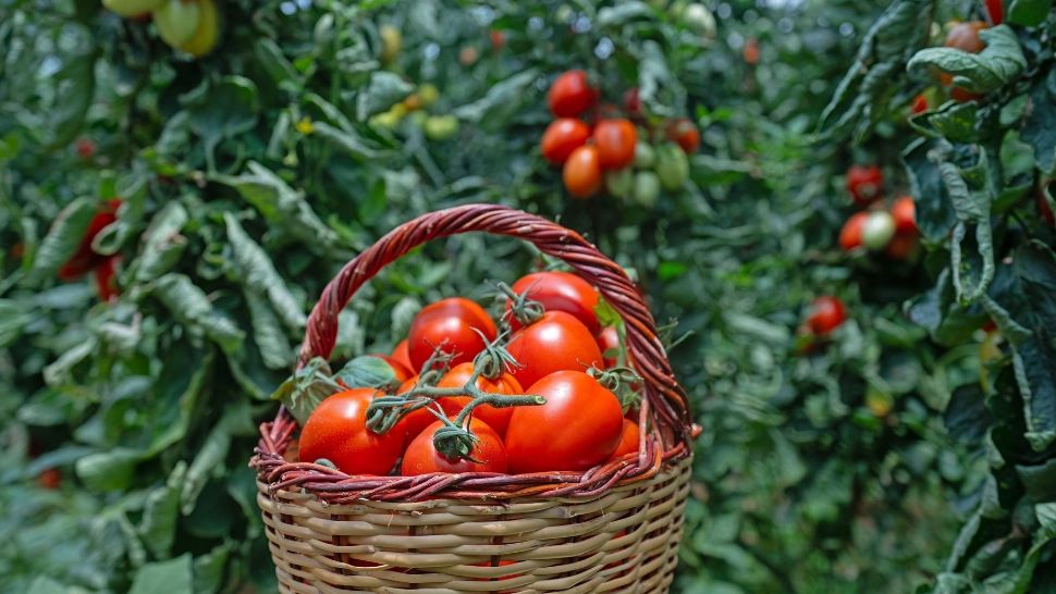 Gustul verii, la borcan. Cum conservi roșiile pentru iarnă: principalele criterii, de care trebuie să ții cont
