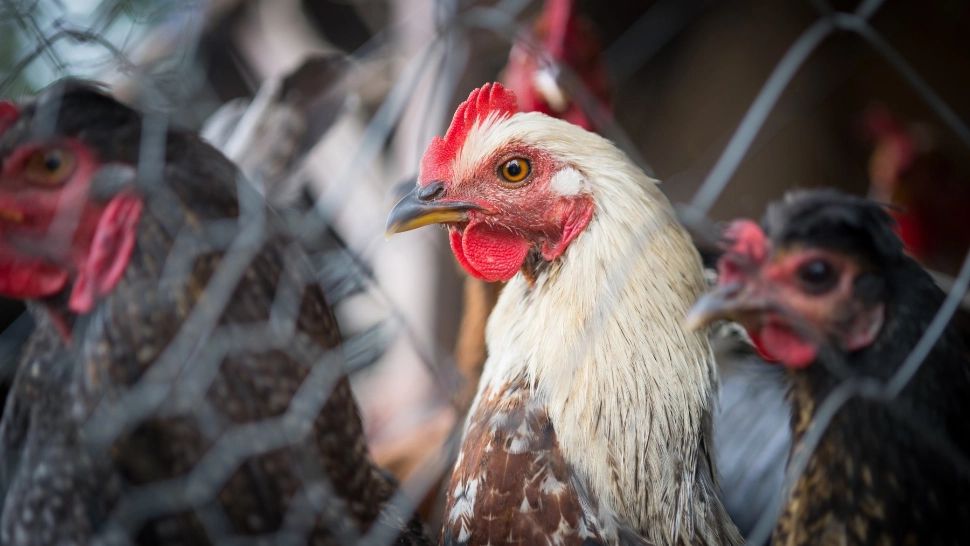 Rețeta bunicilor: ce puneau în apa găinilor pentru ouă mari și cu ălbenuș auriu