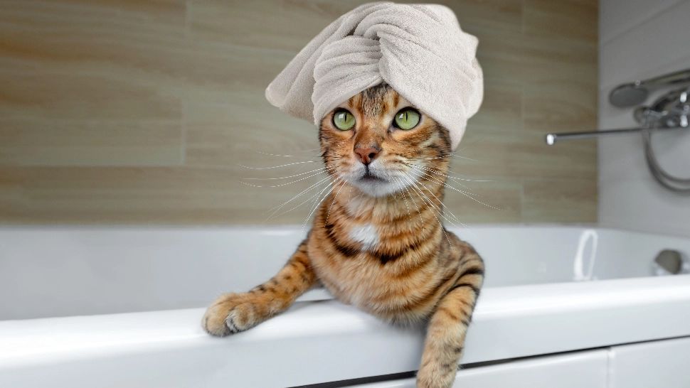 Baia la pisici: când este necesară și cum să îți îngrijești prietenul blănos