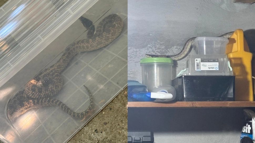 Panică într-o gospodărie din județul Constanța. Jandarmii, chemați să intervină pentru a captura un șarpe de peste un metru