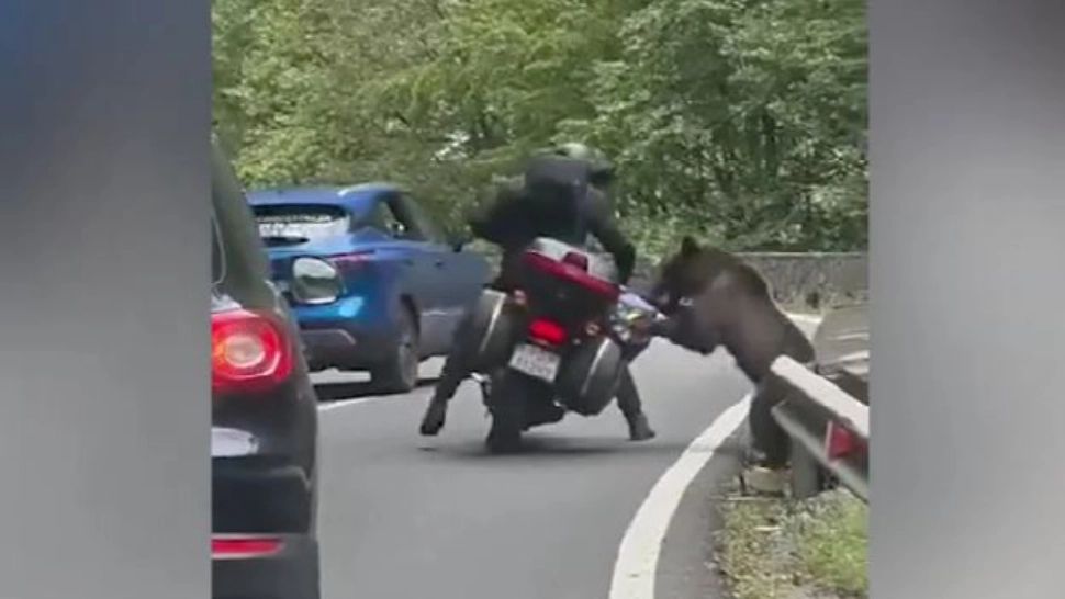 Turist străin, atacat de un urs pe Transfăgărășan. Animalul i-a răsturnat motocicleta și i-a golit rucsacul