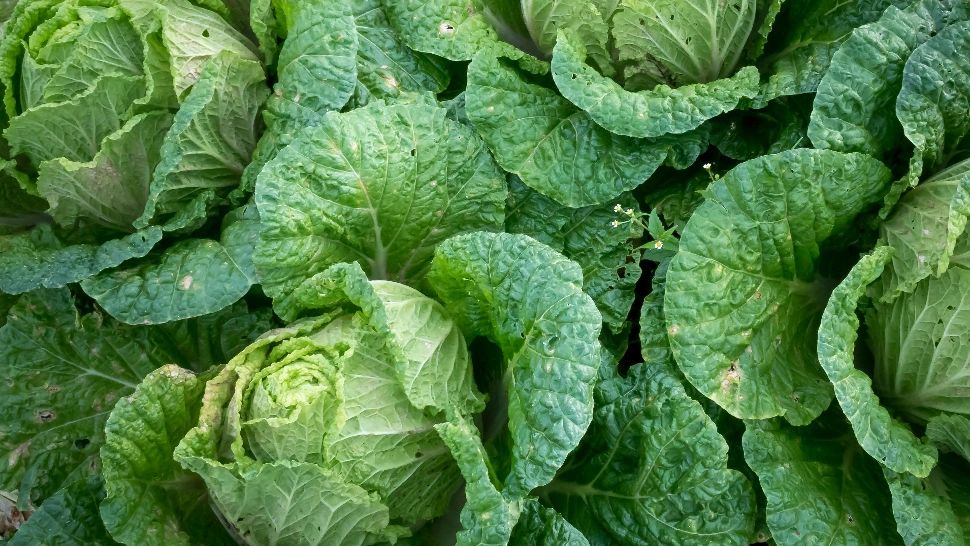 Frunzele de varză crudă sunt remedii excelente pentru durerile de articulații, inflamații și anumite afecțiuni ale pielii