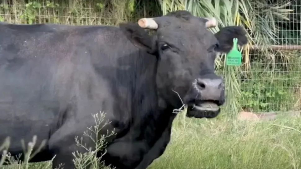 Întâmplarea virală a vacii Mootilda: a scăpat din abator cu doar câteva zile înainte de sacrificare