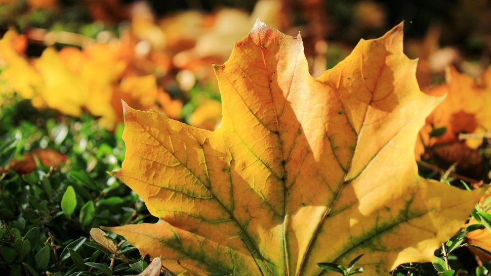 Cod galben de caniculă în România. ANM anunță temperaturi de până la 36°C și disconfort termic accentuat