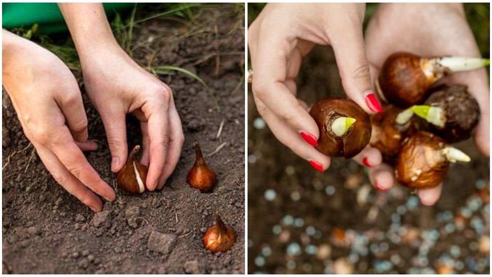 Care este cel mai bun moment pentru a planta bulbii de flori. Secretul grădinarilor cu experiență a ieșit la iveală 