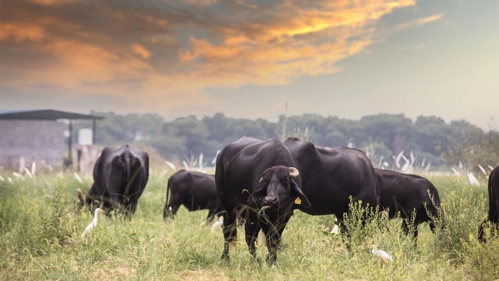 Zeci de vaci din rasa Black Angus, furate de pe un câmp. Poliția a deschis o anchetă