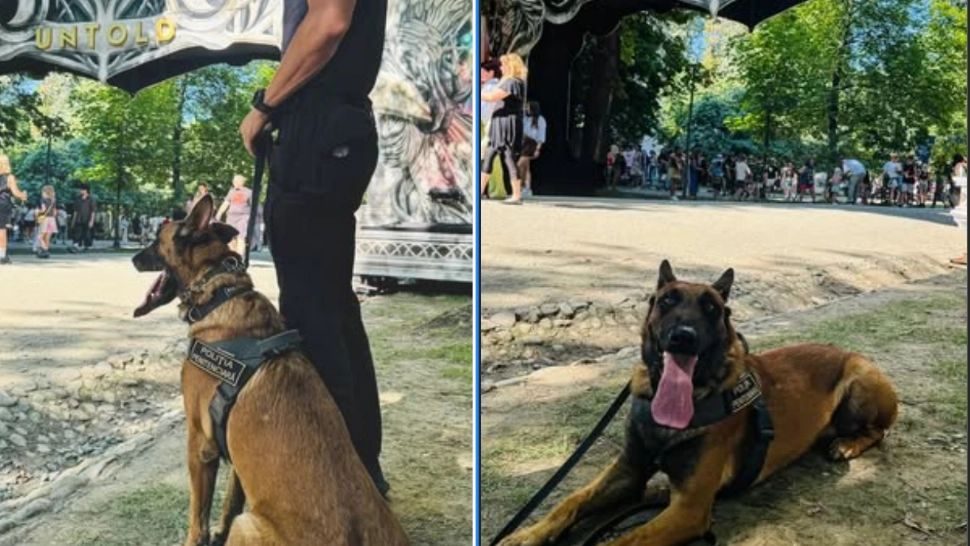 Câinii care detectează droguri pot provoca tragedii a festivaluri. Avertismentul unui expert român, de ce alte țări au renunțat la această metodă?