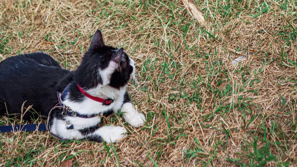 Alimentele care pot fi periculoase pentru câini și pisici. Ce trebuie să știi pentru a nu-ți îmbolnăvi animalul de companie