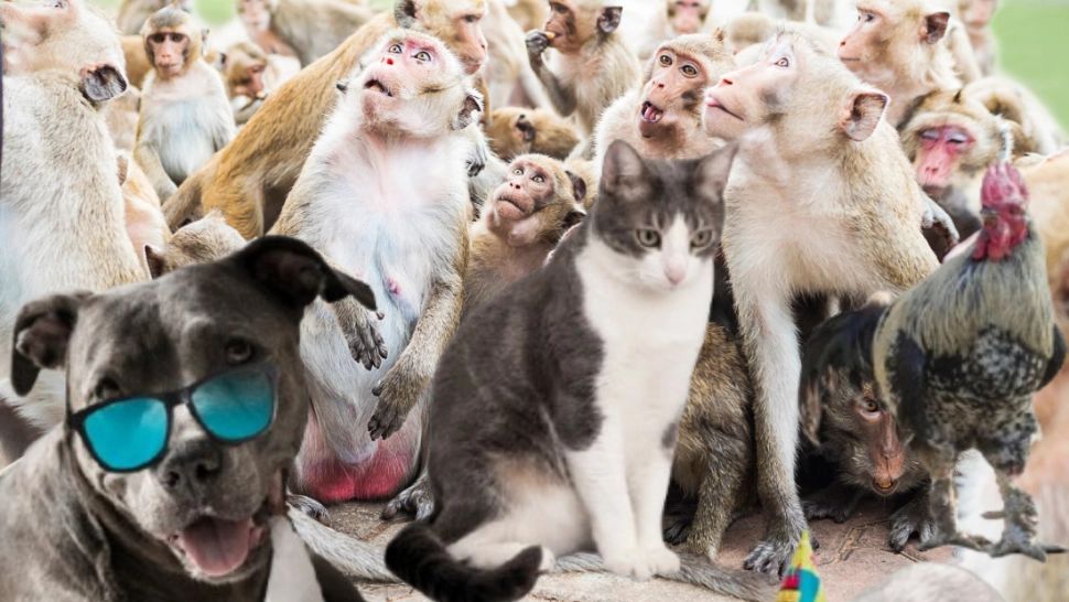 Cel mai bețiv animal din lume. Consumă echivalentul unei halbe de bere pe zi și tot nu se satură