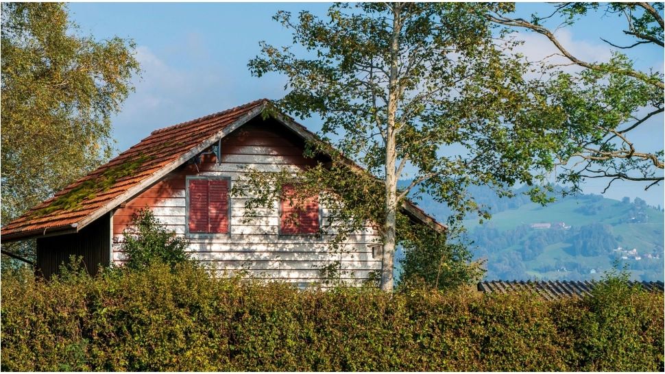 Copacii pe care nu trebuie să îi plantezi lângă casă. Avertismentul specialiștilor 