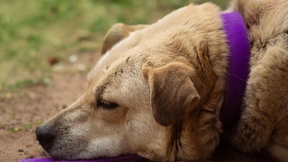 Mare atenție la mâncarea oferită câinilor! Alimentele obișnuite care pot deveni periculoase fără să știi