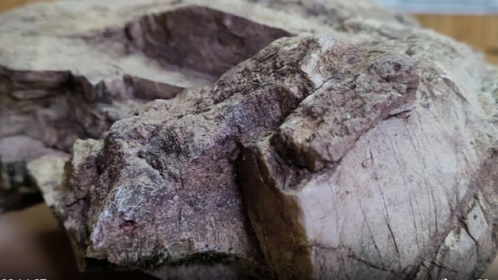 Descoperire impresionantă, în România: a fost găsită o pădure fosilizată