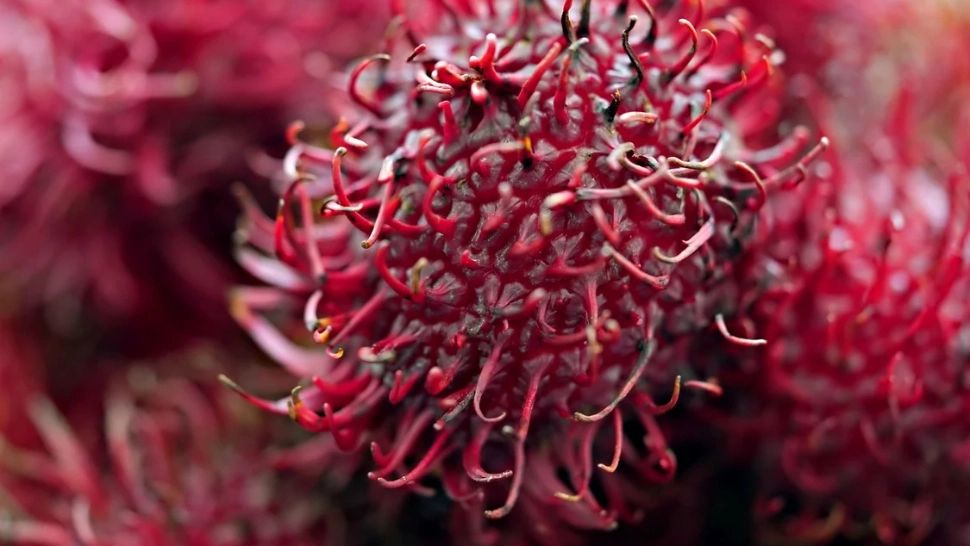 Fructul-arici de care mulți români nici nu au auzit. Conține vitamine și nutrienți cât un întreg plafar